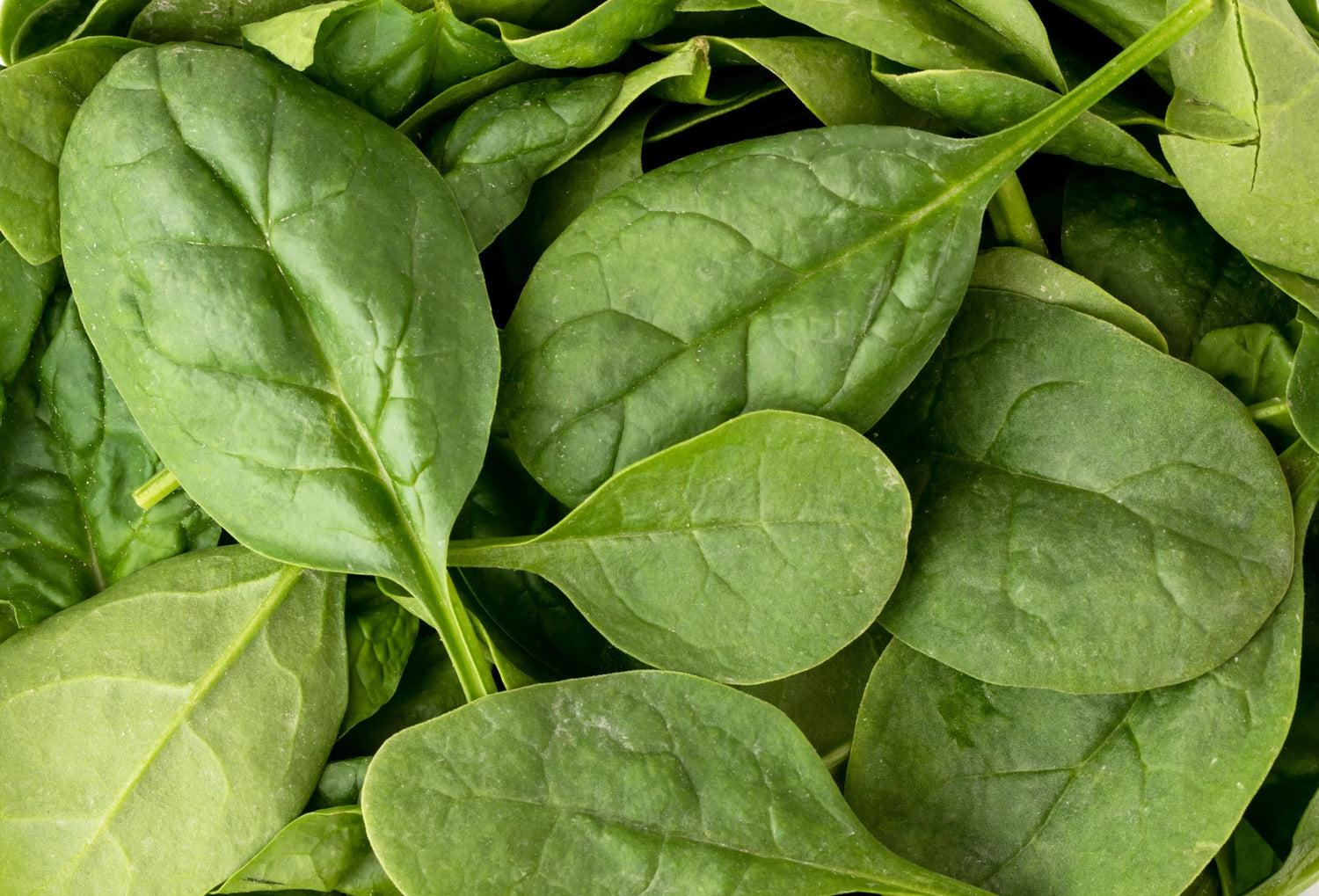 Comprehensive Guide to Green Superfood Supplements