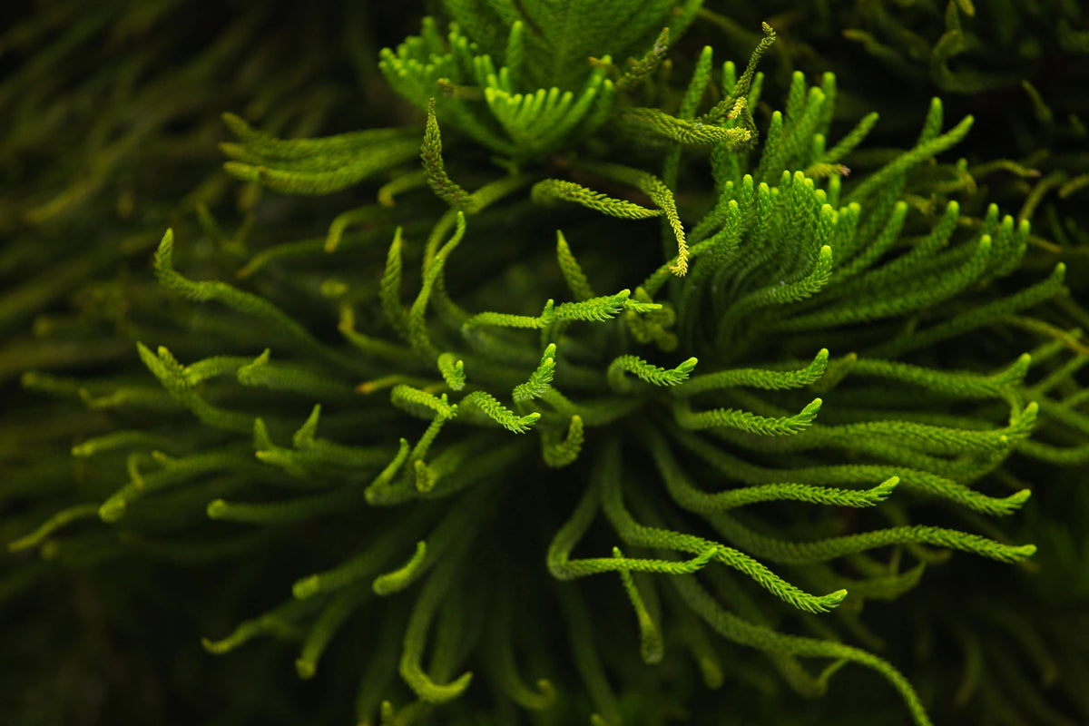 Exploring the Benefits and Uses of Oribite Spirulina Capsules - Oribite